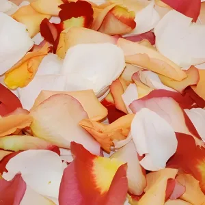 Fall Mix Fresh Rose Petals