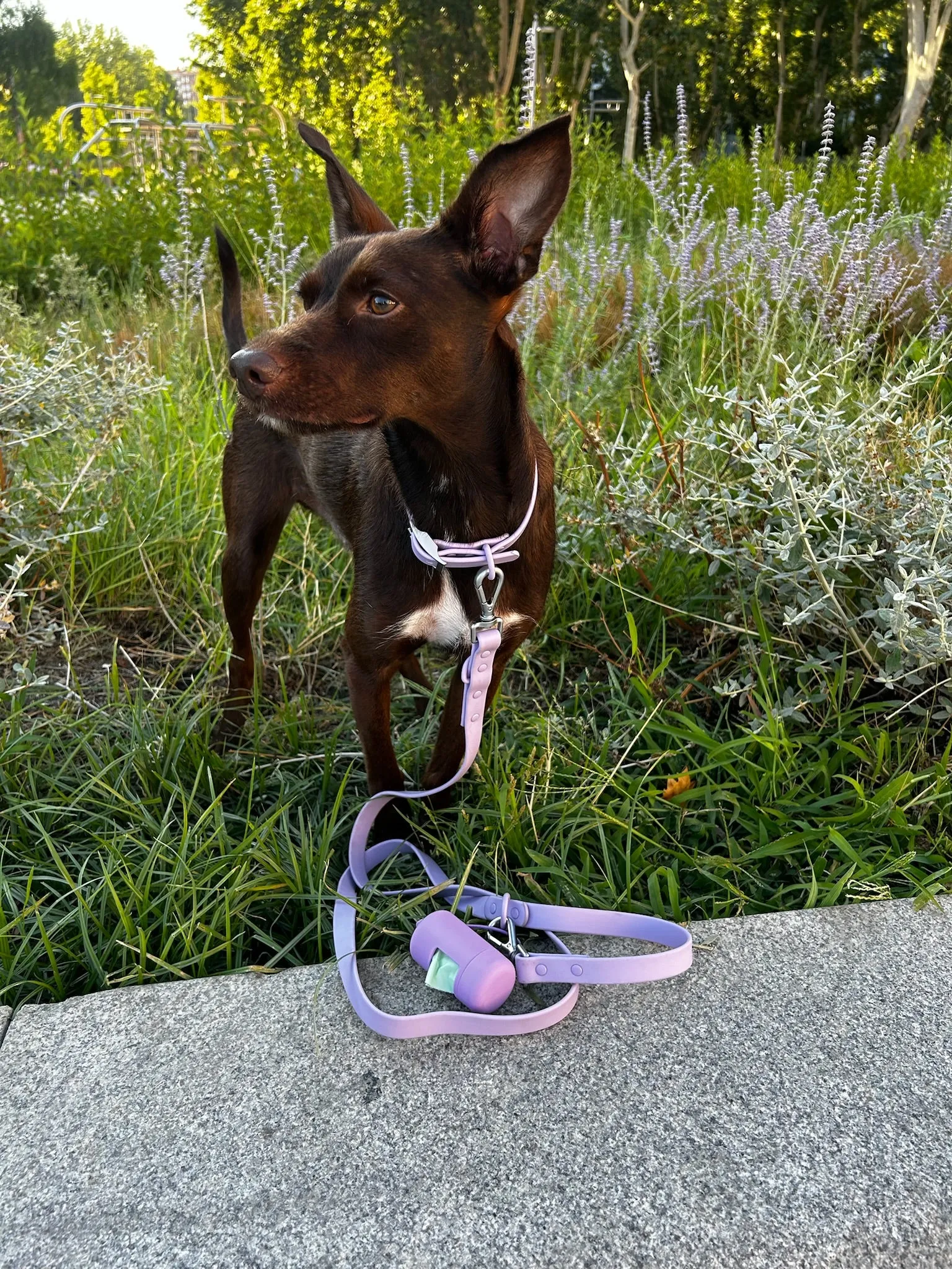 Lavender Dream Dog Poop Bag Dispenser